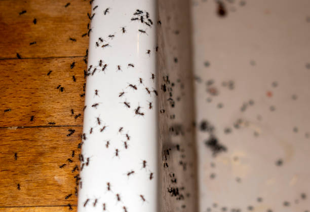 Pest Control for Restaurants in Melwood, MD